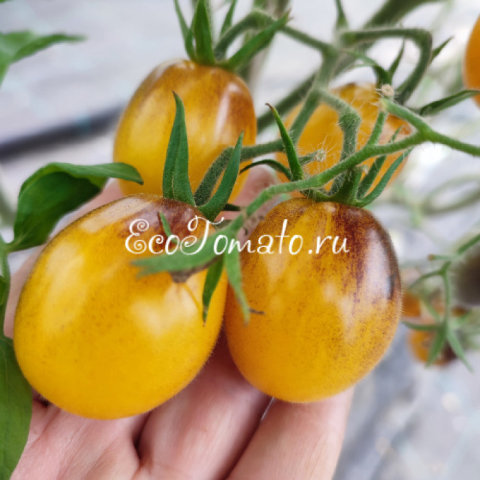 Dwarf Mignonne (Миньон)