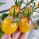 Dwarf Mignonne (Миньон)