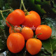Orange pride Dwarf (Дварф Оранжевая Гордость)