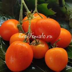 Orange pride Dwarf (Дварф Оранжевая Гордость)