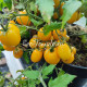 Raindrop (Микродварф Виноградный дождь)