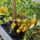 Raindrop (Микродварф Виноградный дождь)