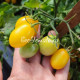 Raindrop (Микродварф Виноградный дождь)