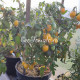 Raindrop (Микродварф Виноградный дождь)