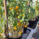 Raindrop (Микродварф Виноградный дождь)