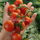 Dwarf Ruby Slippers (Дварф Рубиновые башмачки)