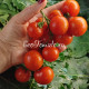 Dwarf Ruby Slippers (Дварф Рубиновые башмачки)