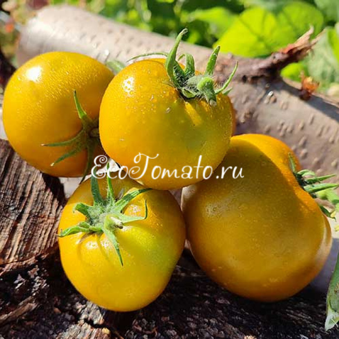 Dwarf Shamrock (Дварф Трилистник)