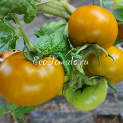 Dwarf Shamrock (Дварф Трилистник)