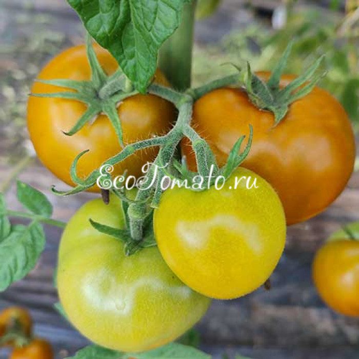 Dwarf Shamrock (Дварф Трилистник)