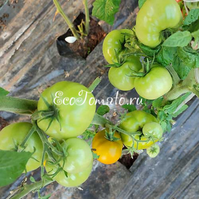 Dwarf Shamrock (Дварф Трилистник)