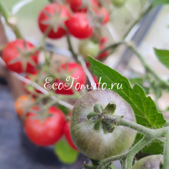 Super Bunny (Микродварф Супер Кролик, Супер Банни)