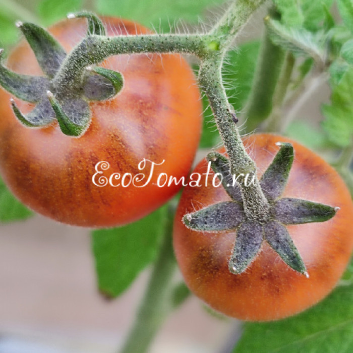 Super Bunny (Микродварф Супер Кролик, Супер Банни)