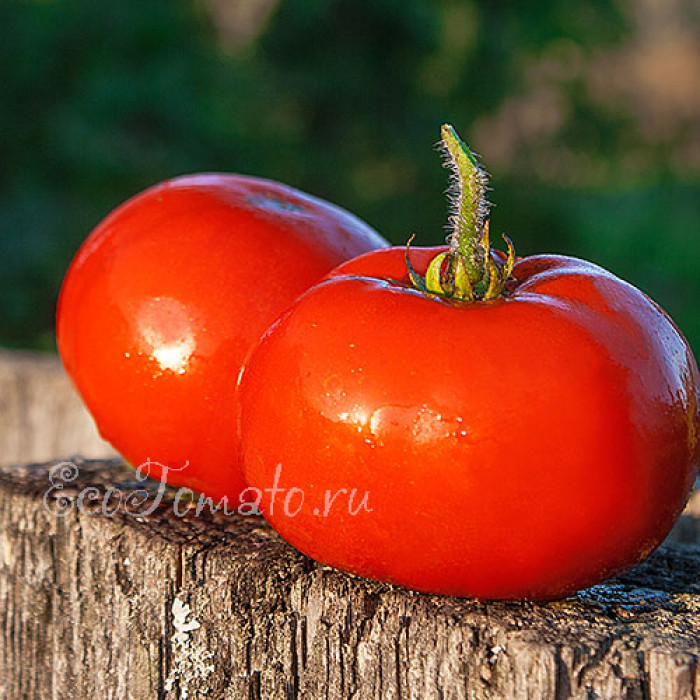 Dwarf Tanunda Red (Гном Танунда Ред)