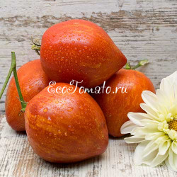 Dwarf Speckled Heart (Дварф Пестрое сердце, Дварф Спиклед Хеарт)