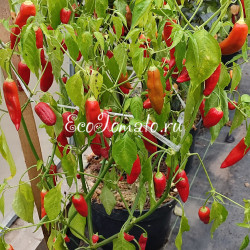 Aji Delight (Аджи Делайт, Восторг)