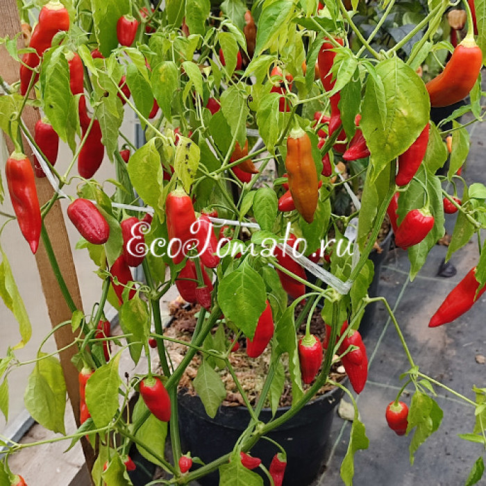 Aji Delight (Аджи Делайт, Восторг)
