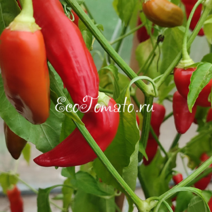 Aji Delight (Аджи Делайт, Восторг)