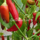 Aji Delight (Аджи Делайт, Восторг)