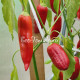 Aji Delight (Аджи Делайт, Восторг)