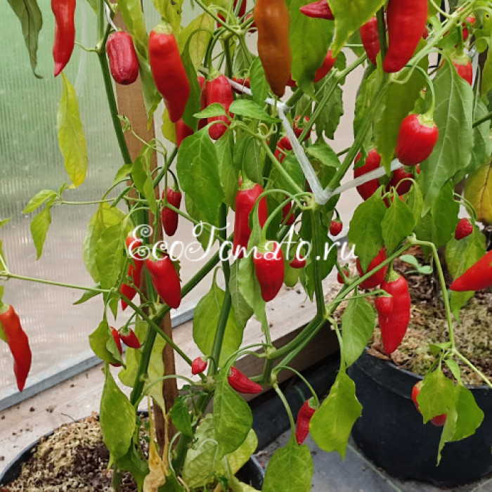 Aji Delight (Аджи Делайт, Восторг)