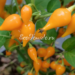 Biquinio Yellow (Бикиньо еллоу), Бразилия