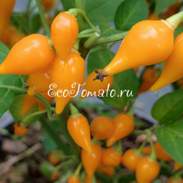 Biquinio Yellow (Бикиньо еллоу), Бразилия