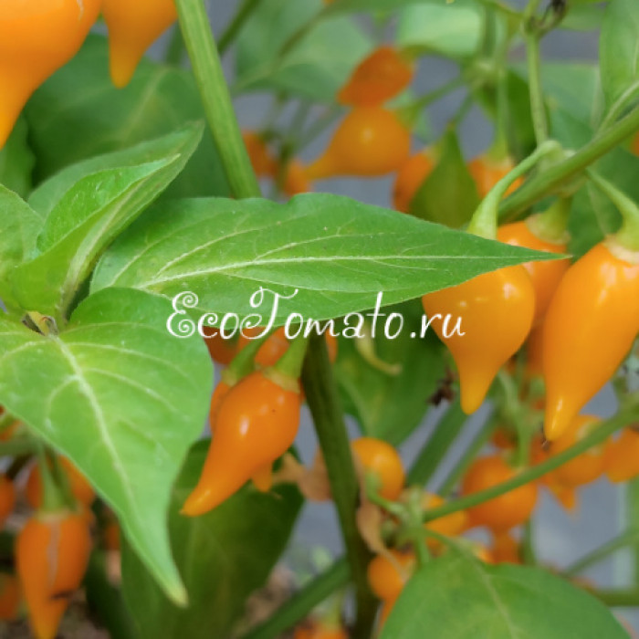 Biquinio Yellow (Бикиньо еллоу), Бразилия