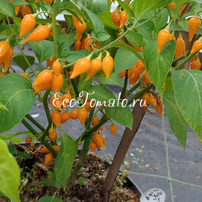 Biquinio Yellow (Бикиньо еллоу), Бразилия