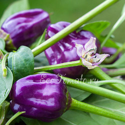 Язык черного скорпиона (Black Scorpions Tongue)