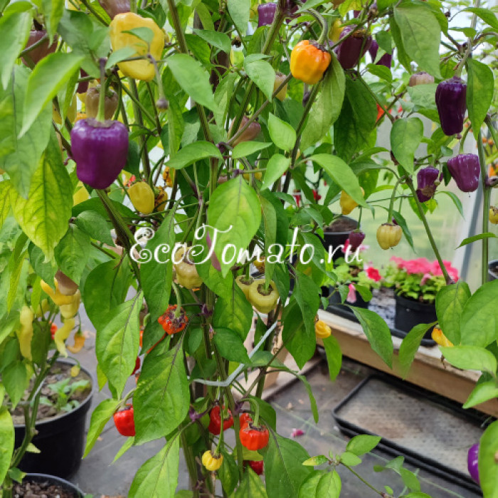 Язык черного скорпиона (Black Scorpions Tongue)