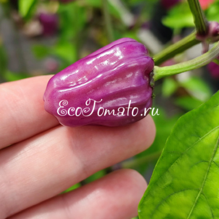 Язык черного скорпиона (Black Scorpions Tongue)