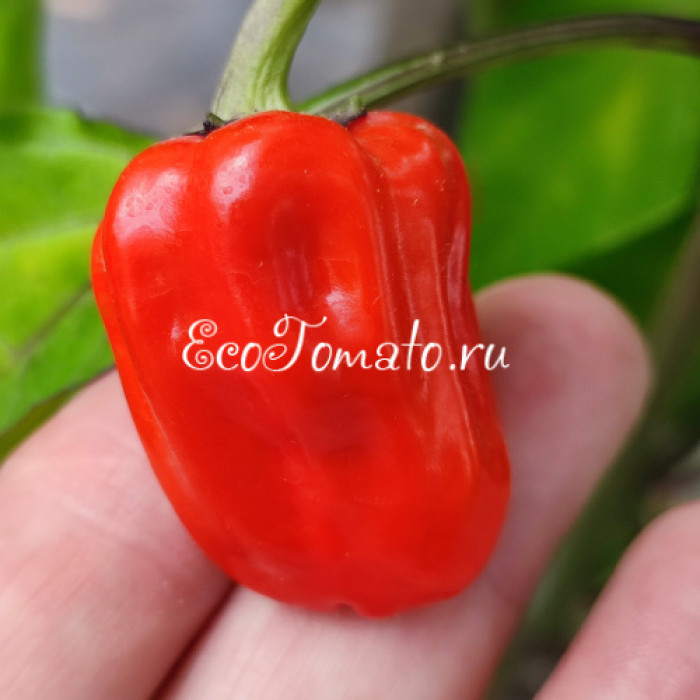 Язык черного скорпиона (Black Scorpions Tongue)