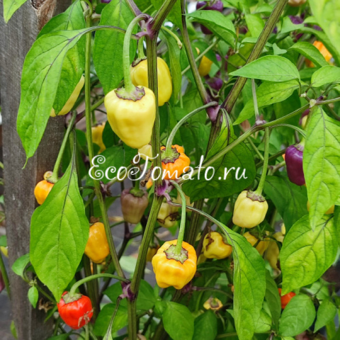 Язык черного скорпиона (Black Scorpions Tongue)