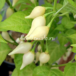 Dente di Coyote (Зуб Койота), Италия