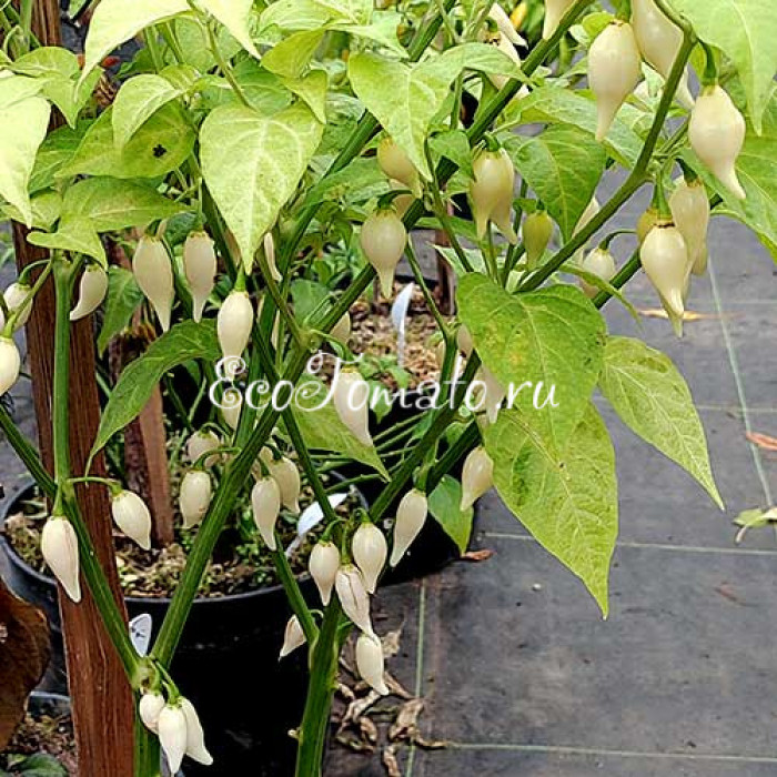 Dente di Coyote (Зуб Койота), Италия