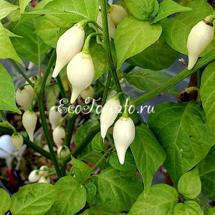 Dente di Coyote (Зуб Койота), Италия