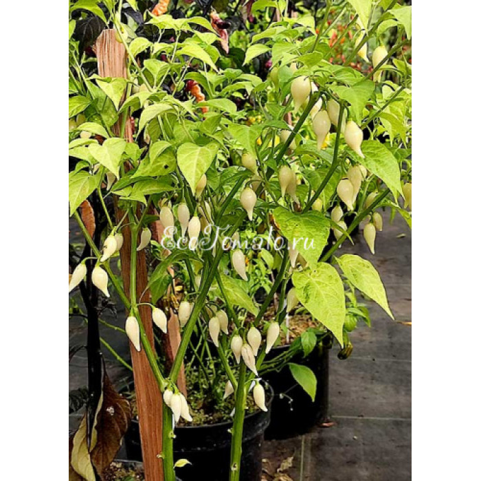 Dente di Coyote (Зуб Койота), Италия