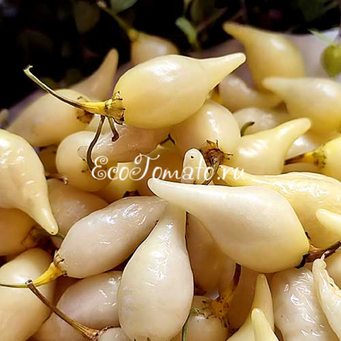 Dente di Coyote (Зуб Койота), Италия