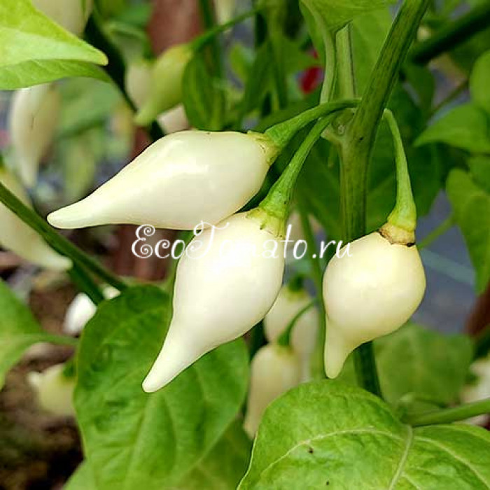 Dente di Coyote (Зуб Койота), Италия