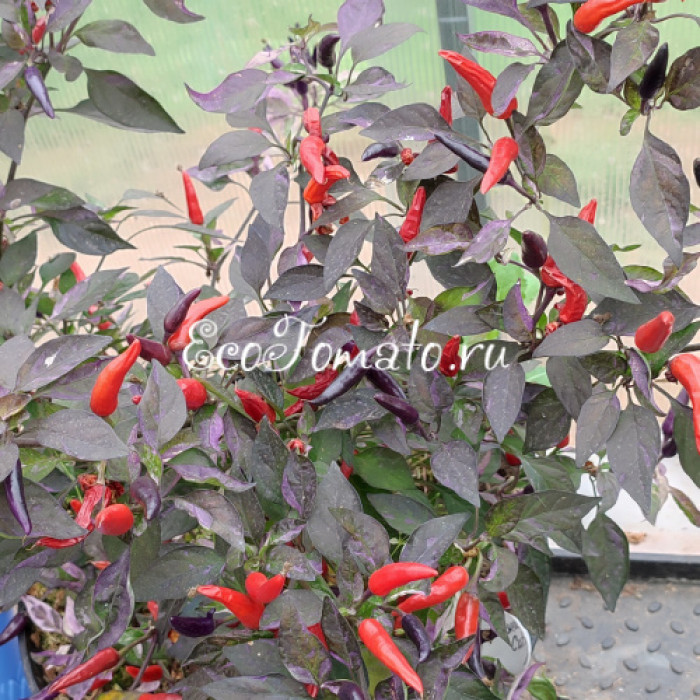 Dream Catcher (Ловец Снов)