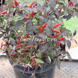 Dream Catcher (Ловец Снов)