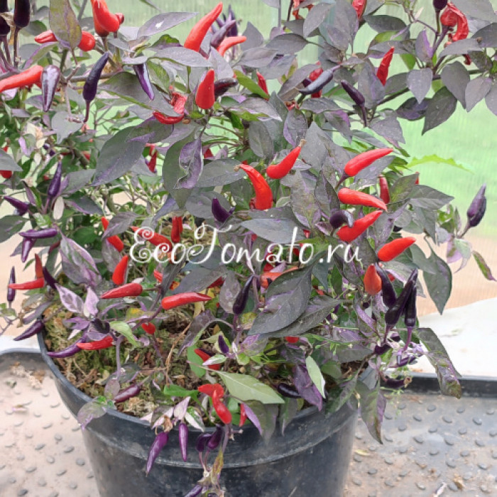 Dream Catcher (Ловец Снов)