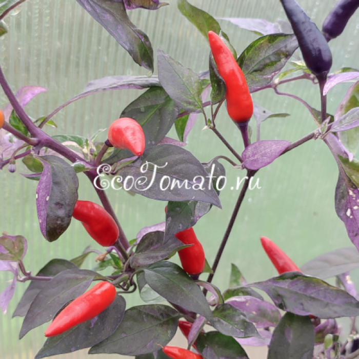 Dream Catcher (Ловец Снов)