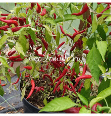 Dream Catcher White x Thunder Mountain Longhorn (TMLH) (Крест Ловец снов Белый и Молниеносный горный длиннорог) 