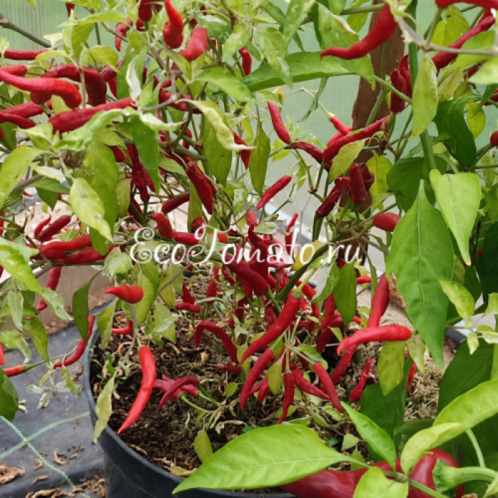 Dream Catcher White x Thunder Mountain Longhorn (TMLH) (Крест Ловец снов Белый и Молниеносный горный длиннорог) 