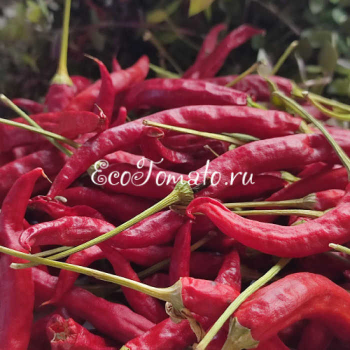 Dream Catcher White x Thunder Mountain Longhorn (TMLH) (Крест Ловец снов Белый и Молниеносный горный длиннорог) 