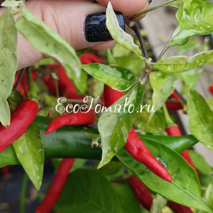 Dream Catcher White x Thunder Mountain Longhorn (TMLH) (Крест Ловец снов Белый и Молниеносный горный длиннорог) 