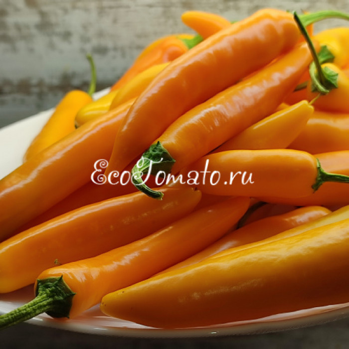 Dutch Chili yellow (Датч чили желтый)