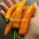 Dutch Chili yellow (Датч чили желтый)